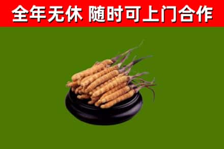 神农架回收冬虫夏草