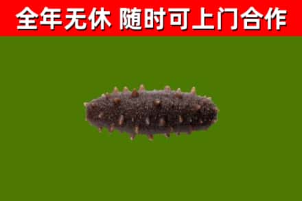 神农架回收海参干